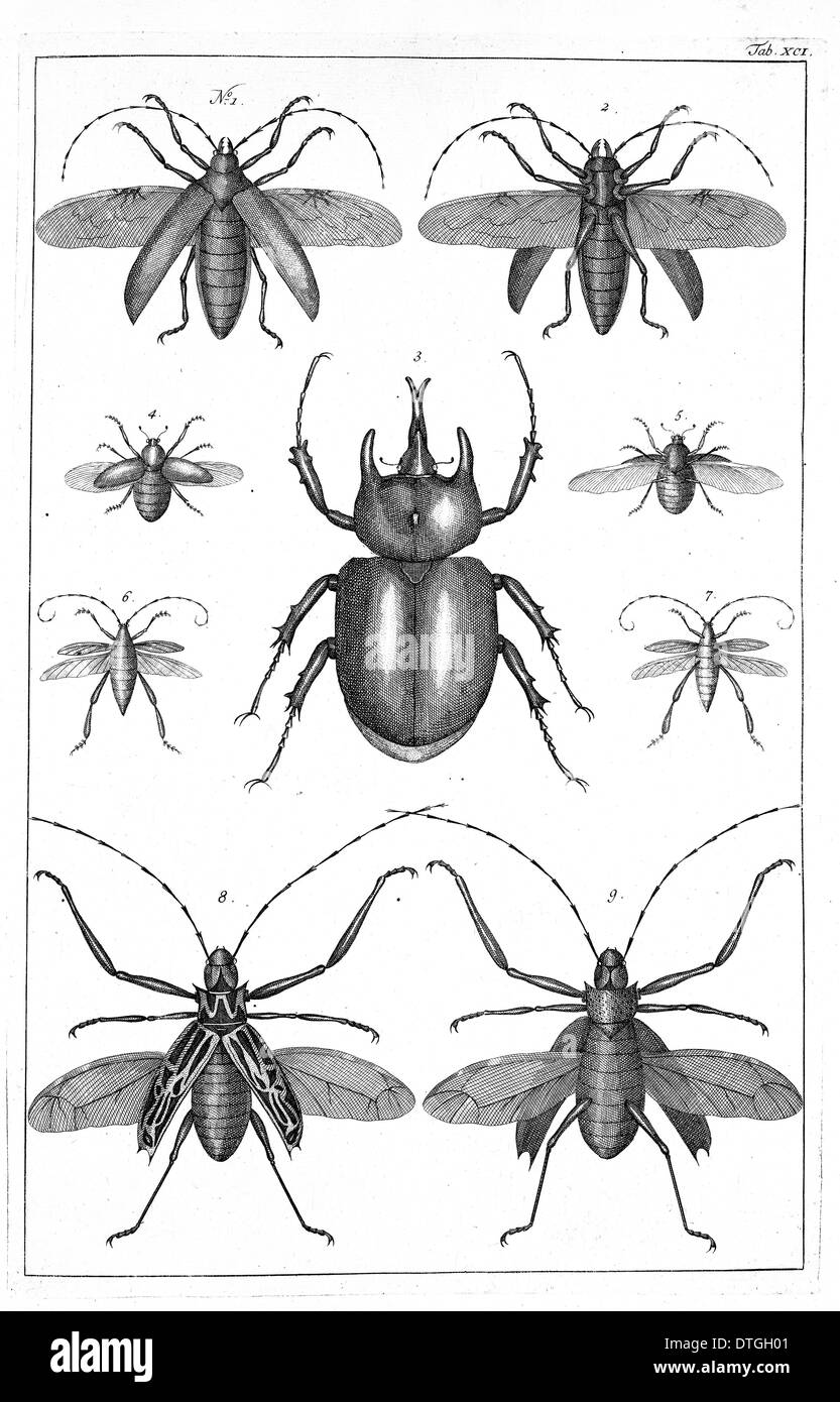 Les coléoptères illustration Banque D'Images