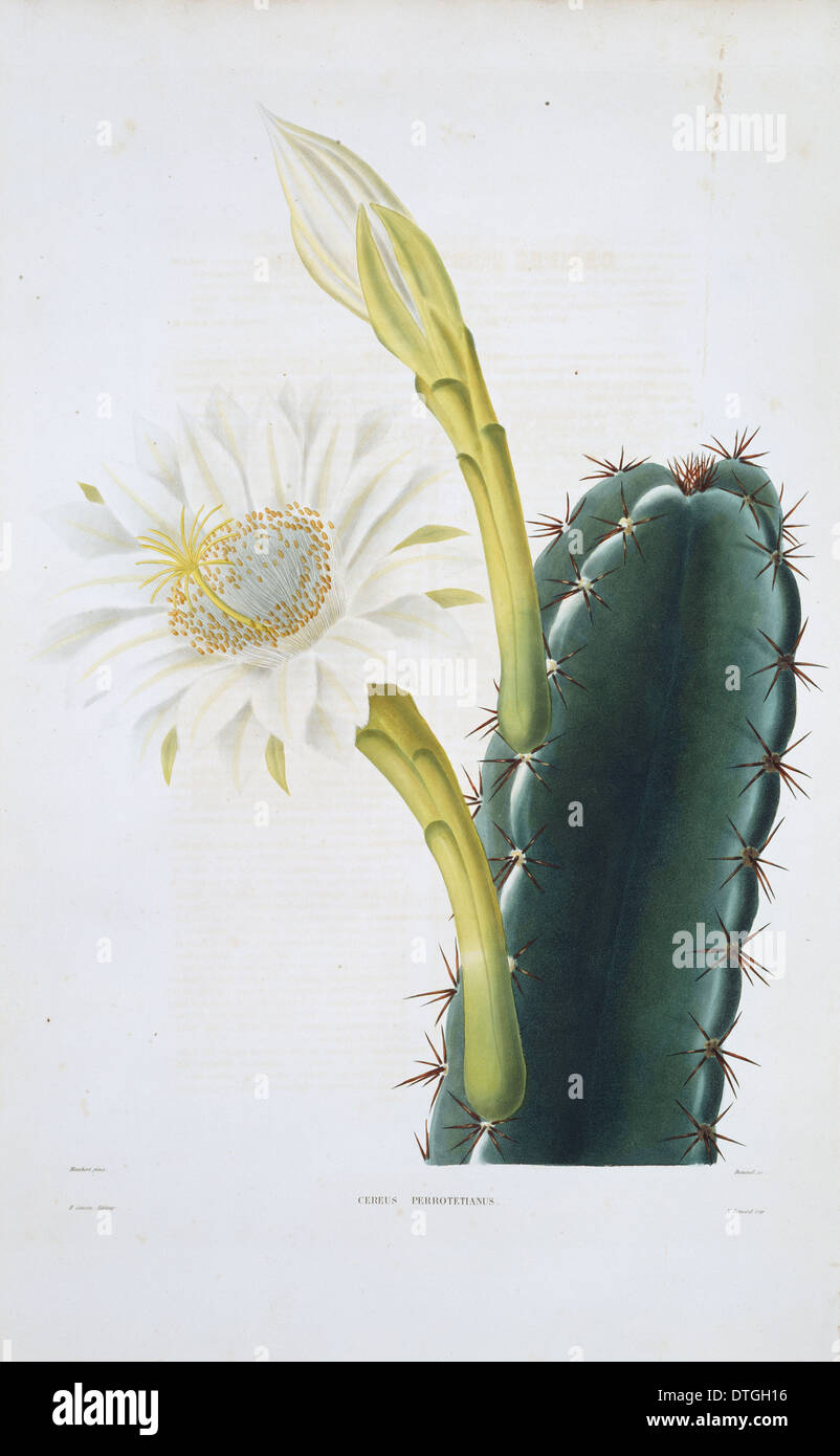 Cereus perrotetianus, dame de la nuit cactus Banque D'Images