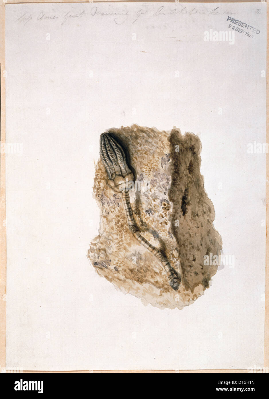 Crinoid fossile Banque D'Images