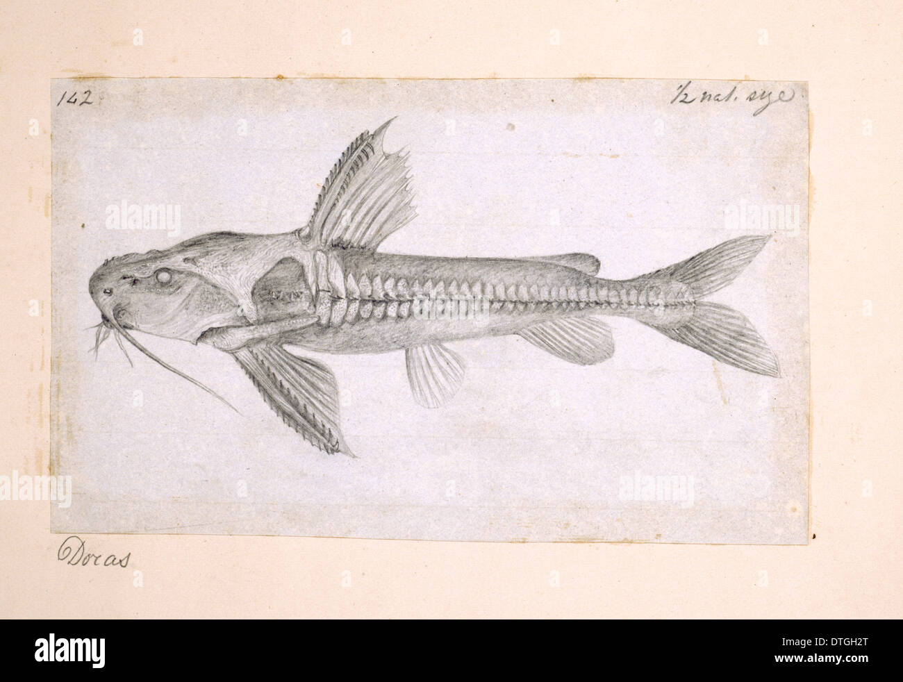 Pencil catfish Banque de photographies et d'images à haute résolution -  Alamy