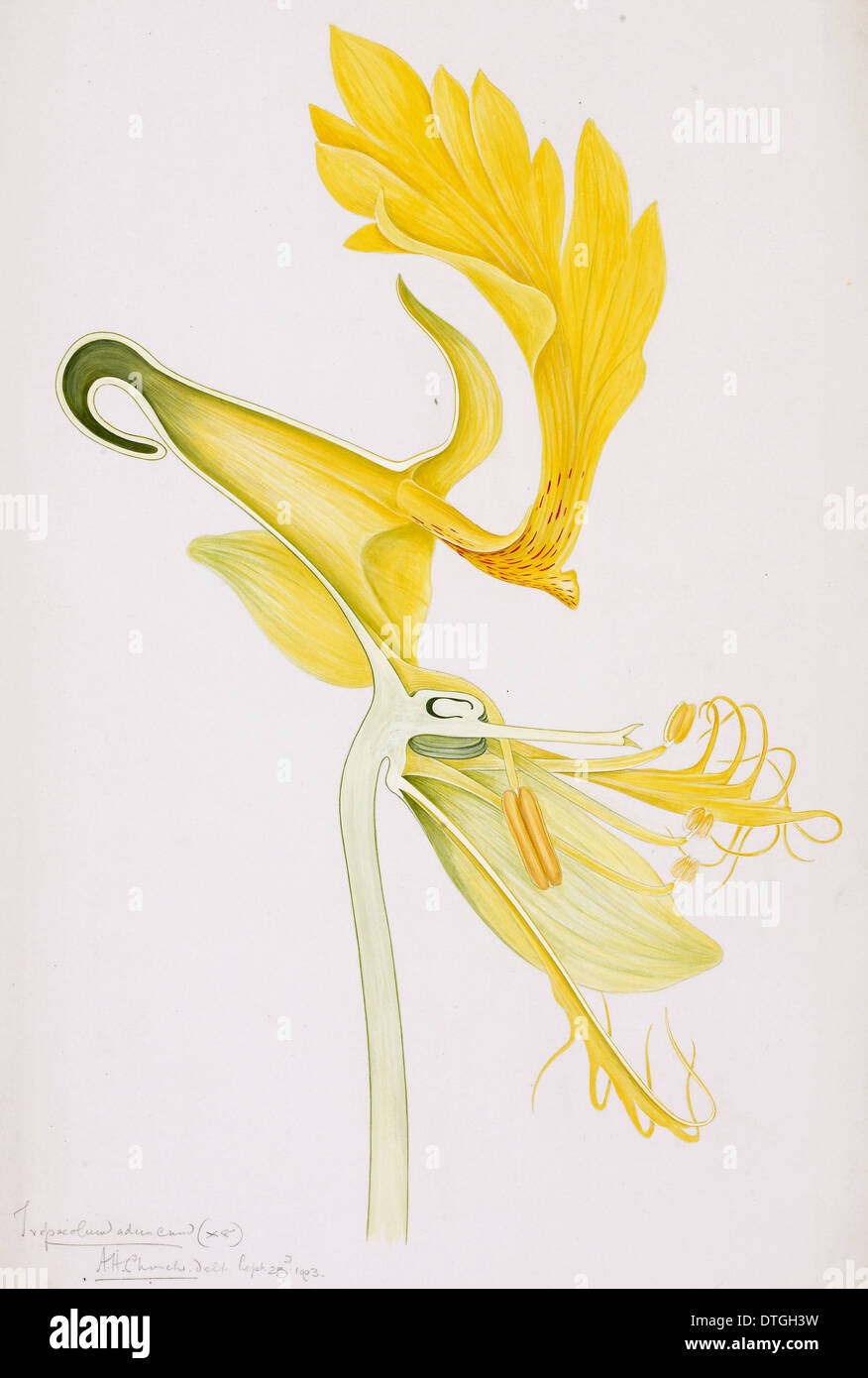Tropaeolum peregrinum, canaries creeper Banque D'Images