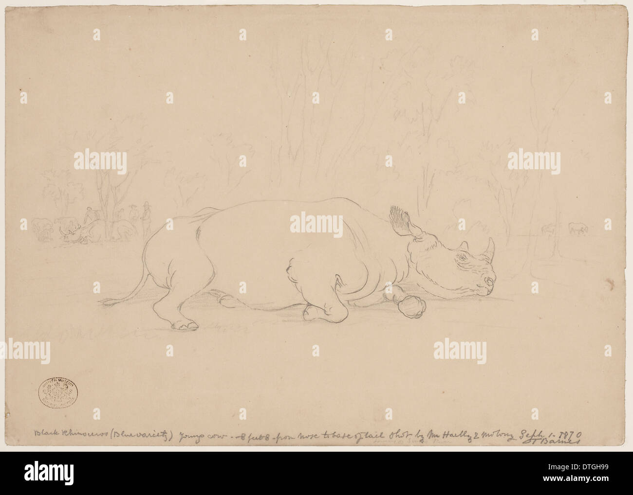 Diceros bicornis, rhinocéros noir Banque D'Images