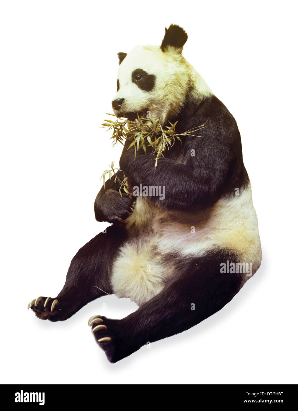 Ailuropoda melanoleuca, grand panda Banque D'Images