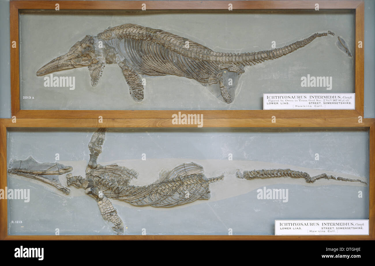 Ichthyosaurus intermedius Banque D'Images