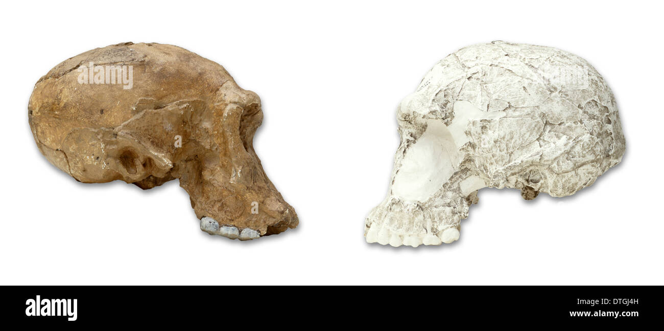 Homo habilis carniums jette à partir de la gorge d'Olduvai et Koobi Fora Banque D'Images