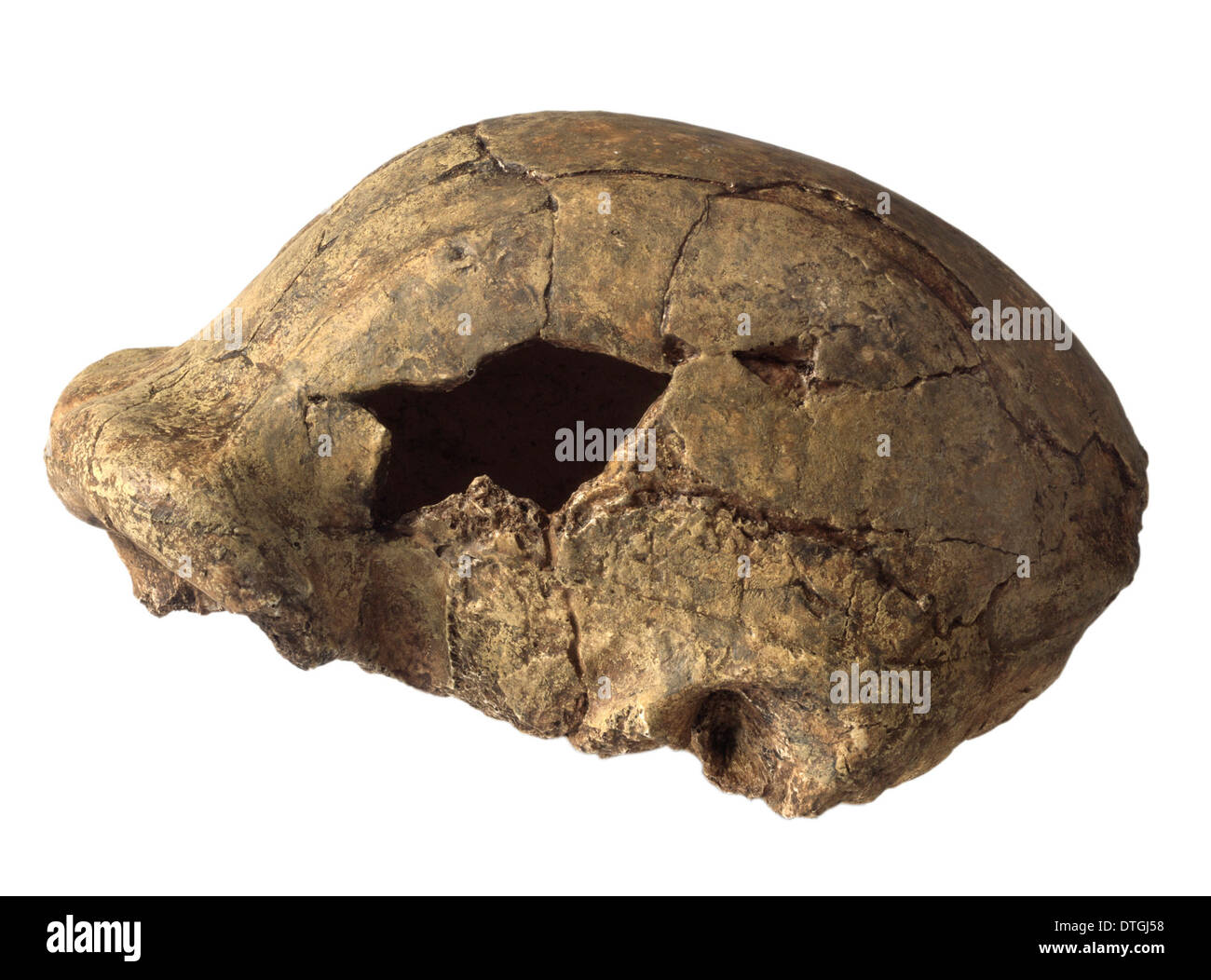L'Homo erectus cranium (OH9) Banque D'Images