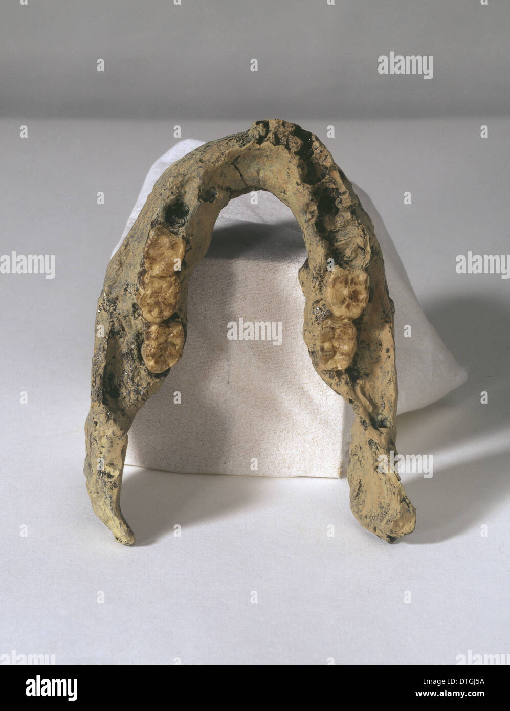 L'Homo erectus mandibule (SK 15) Banque D'Images