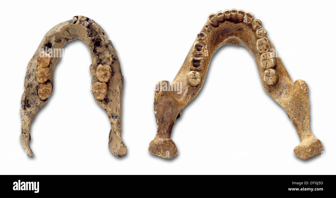 Mandibule d'Homo heidelbergensis jette (Mauer 1 et Swartkrans) Banque D'Images