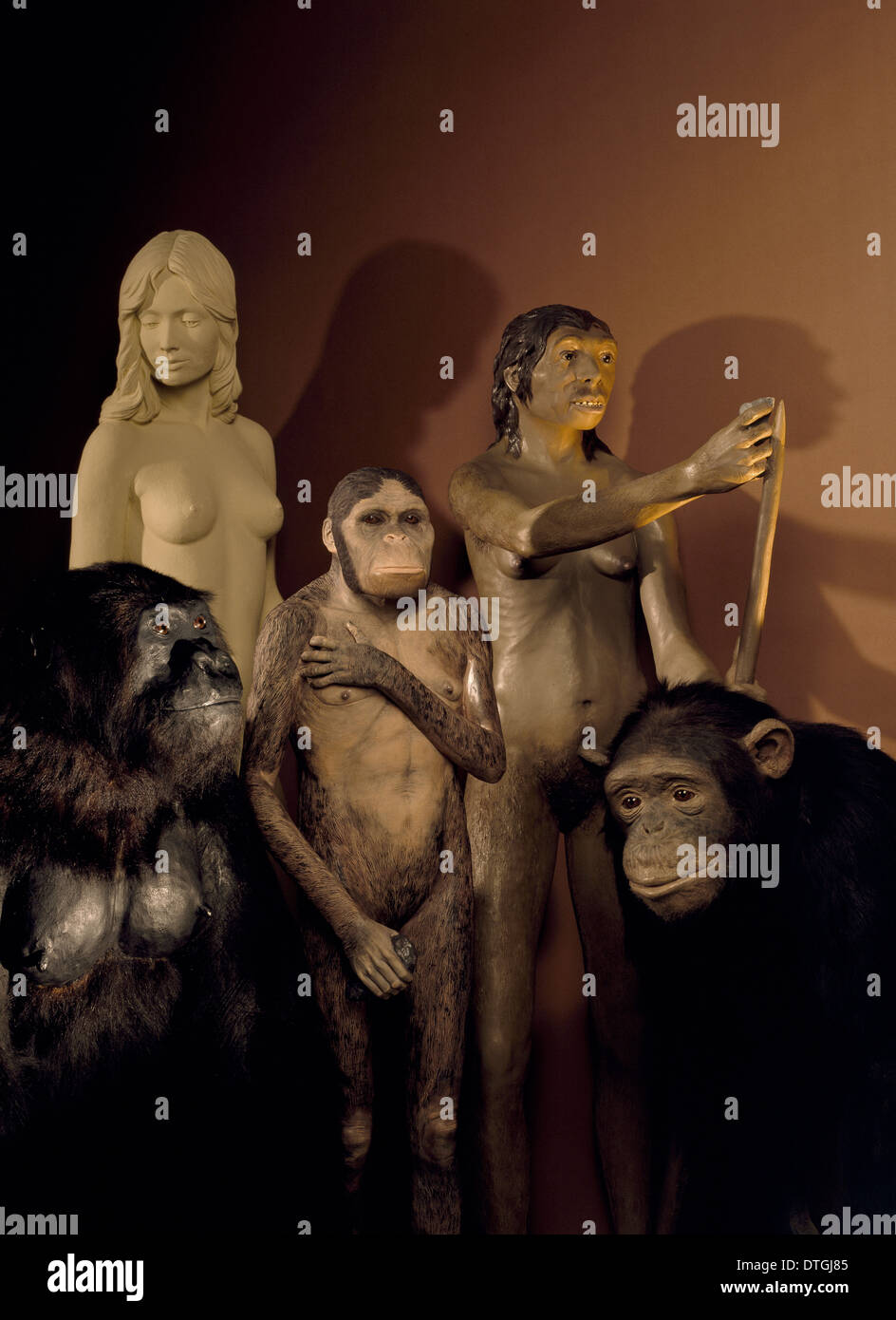 L'Homo sapiens, l'australopithecus, Pan troglodytes et de Neandertal Banque D'Images