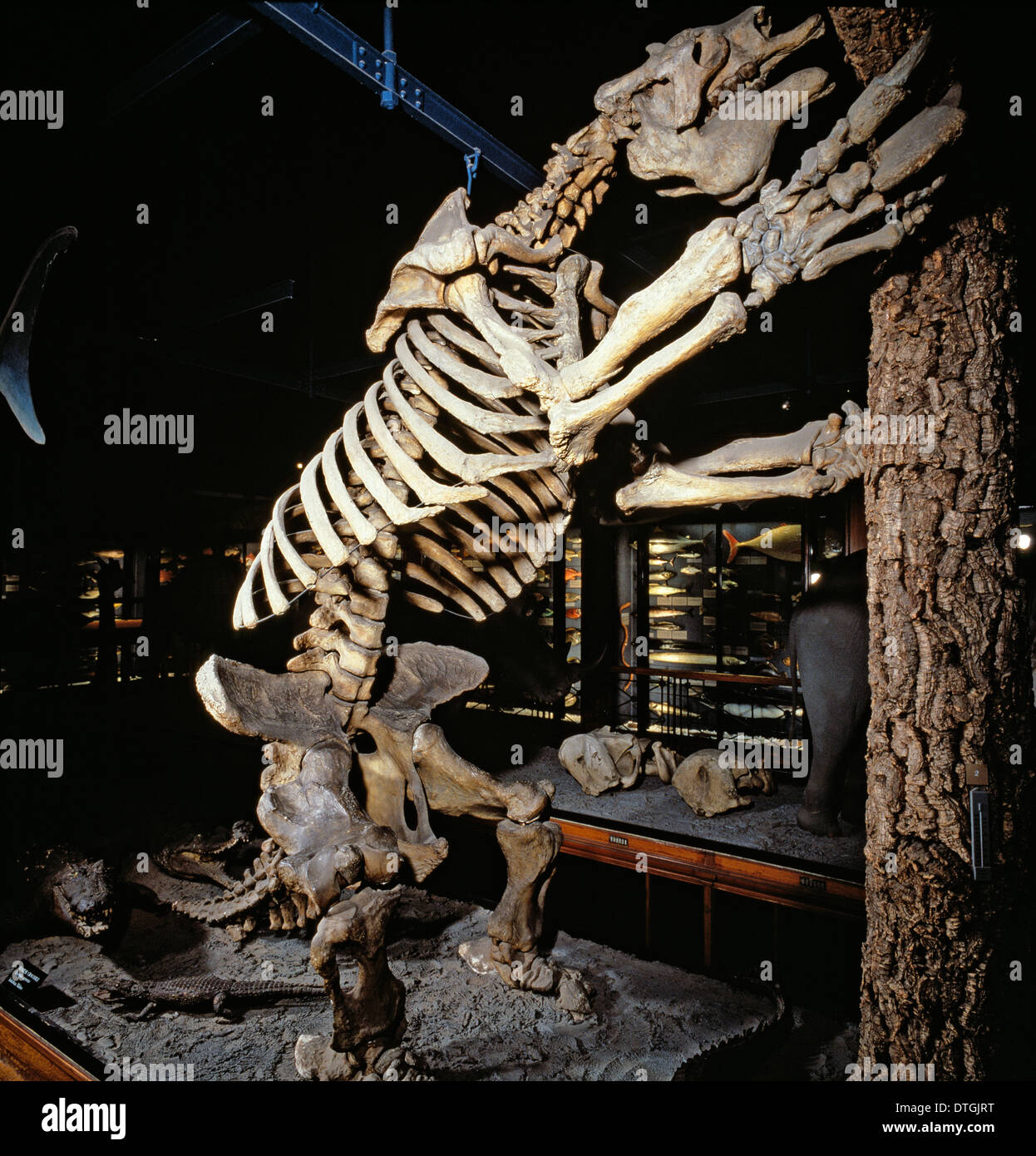 Megatherium, paresseux marcheur géant Banque D'Images