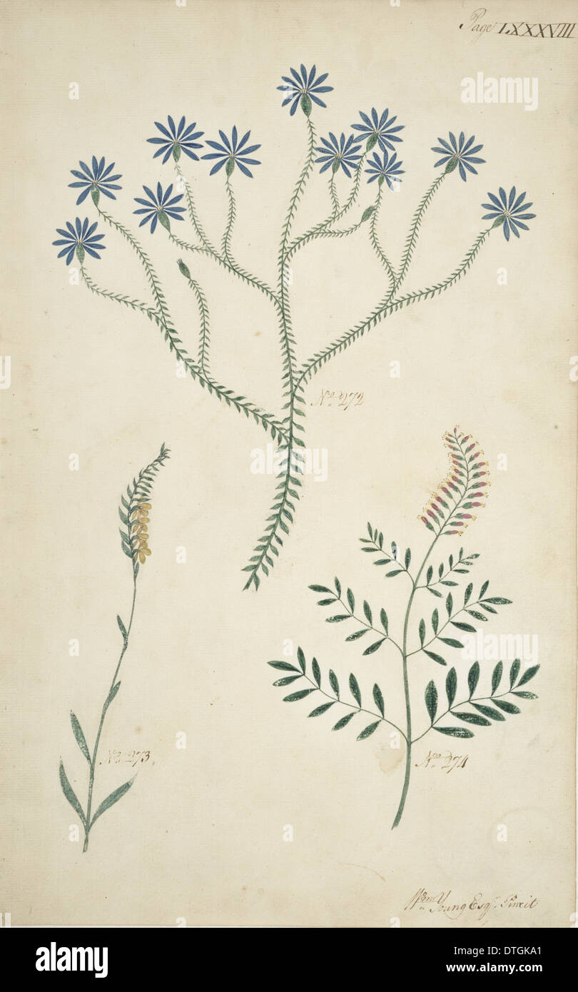 Usine de dessin Banque D'Images