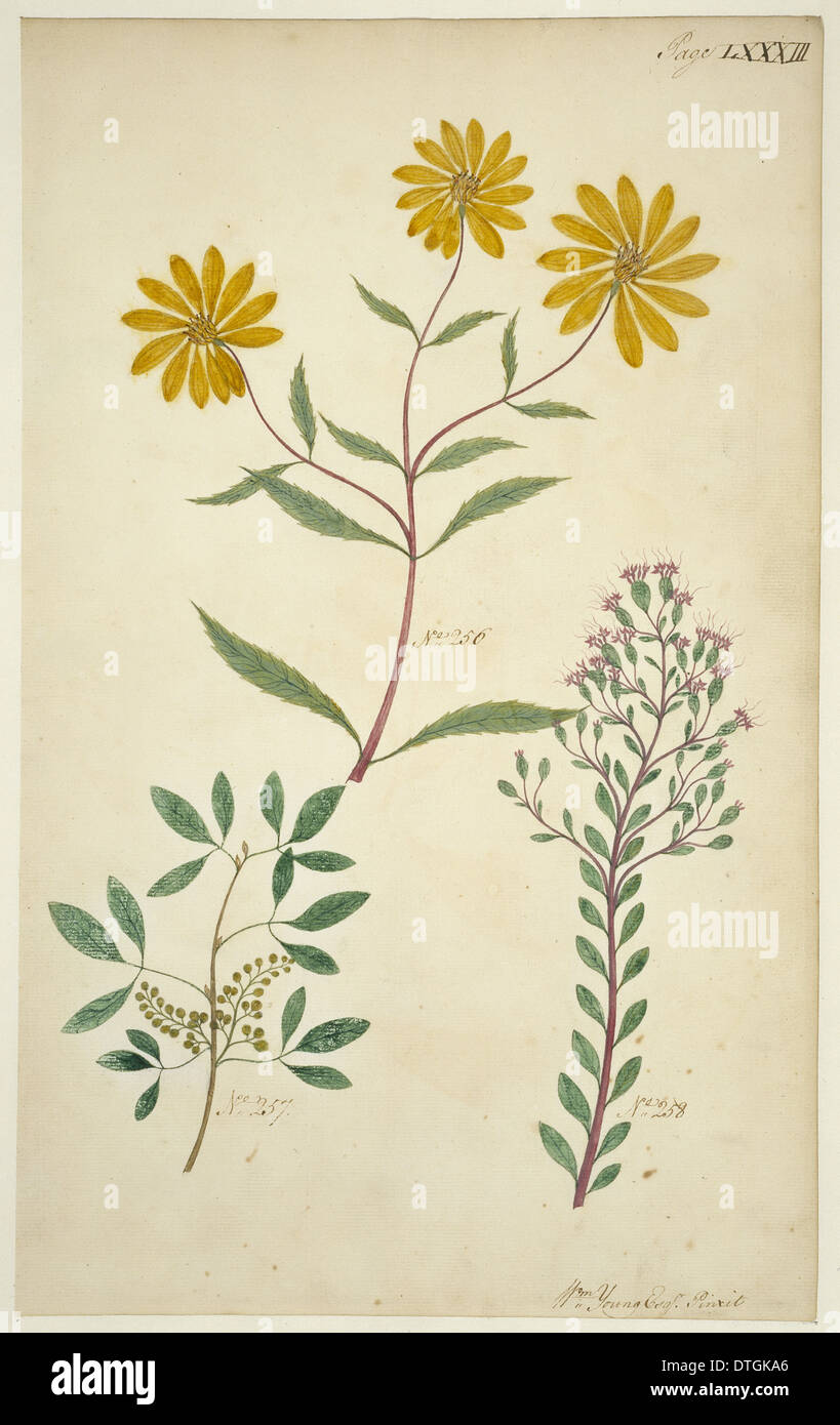 Usine de dessin Banque D'Images