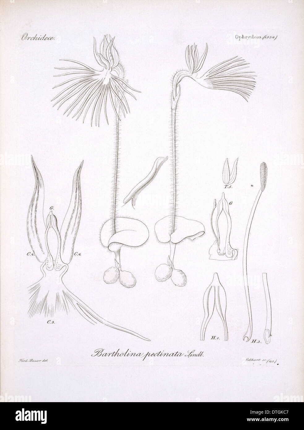 Bartholina burmanniana, orchidée araignée Banque D'Images