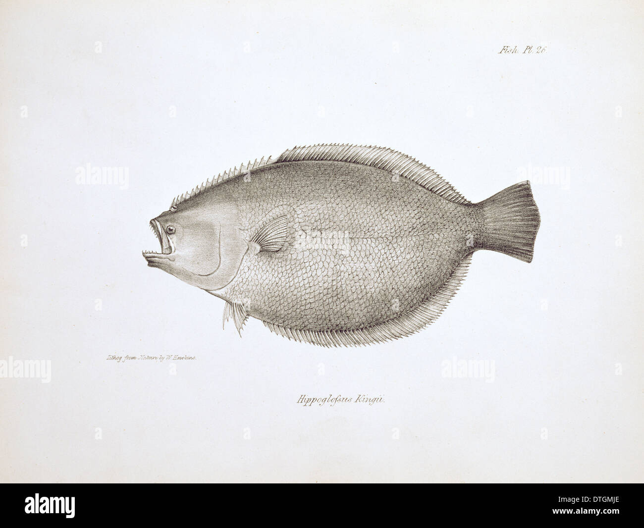 Paralichthys adspersus, fine jaune Banque D'Images