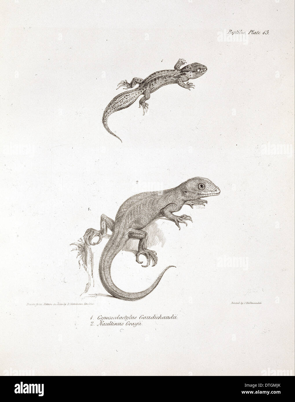 Homonota darwini et Naultinuselegans, deux espèces de Lézard Banque D'Images