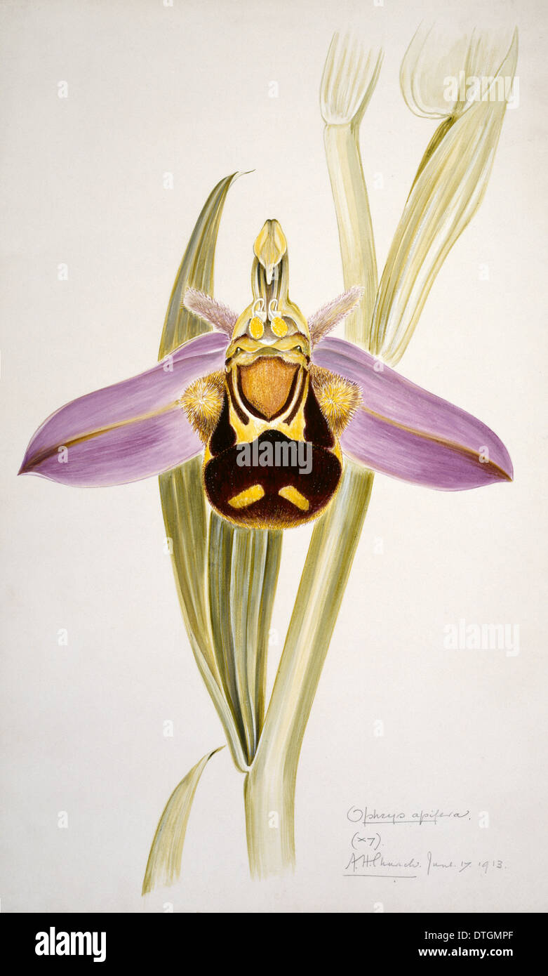 Ophrys apifera, l'orchidée abeille Banque D'Images