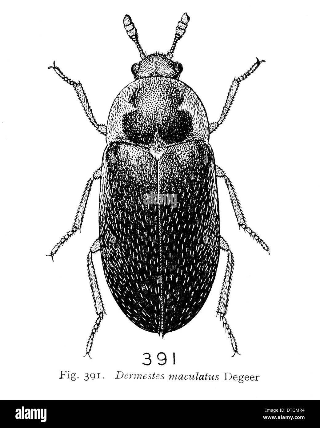 Dermestes maculatus Degeer, hide beetle Banque D'Images