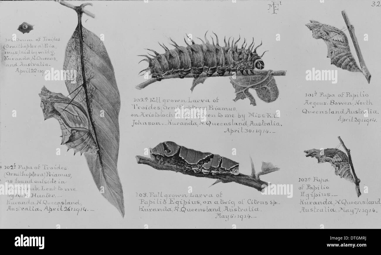 Les larves de lépidoptères, Queensland, Australie Banque D'Images