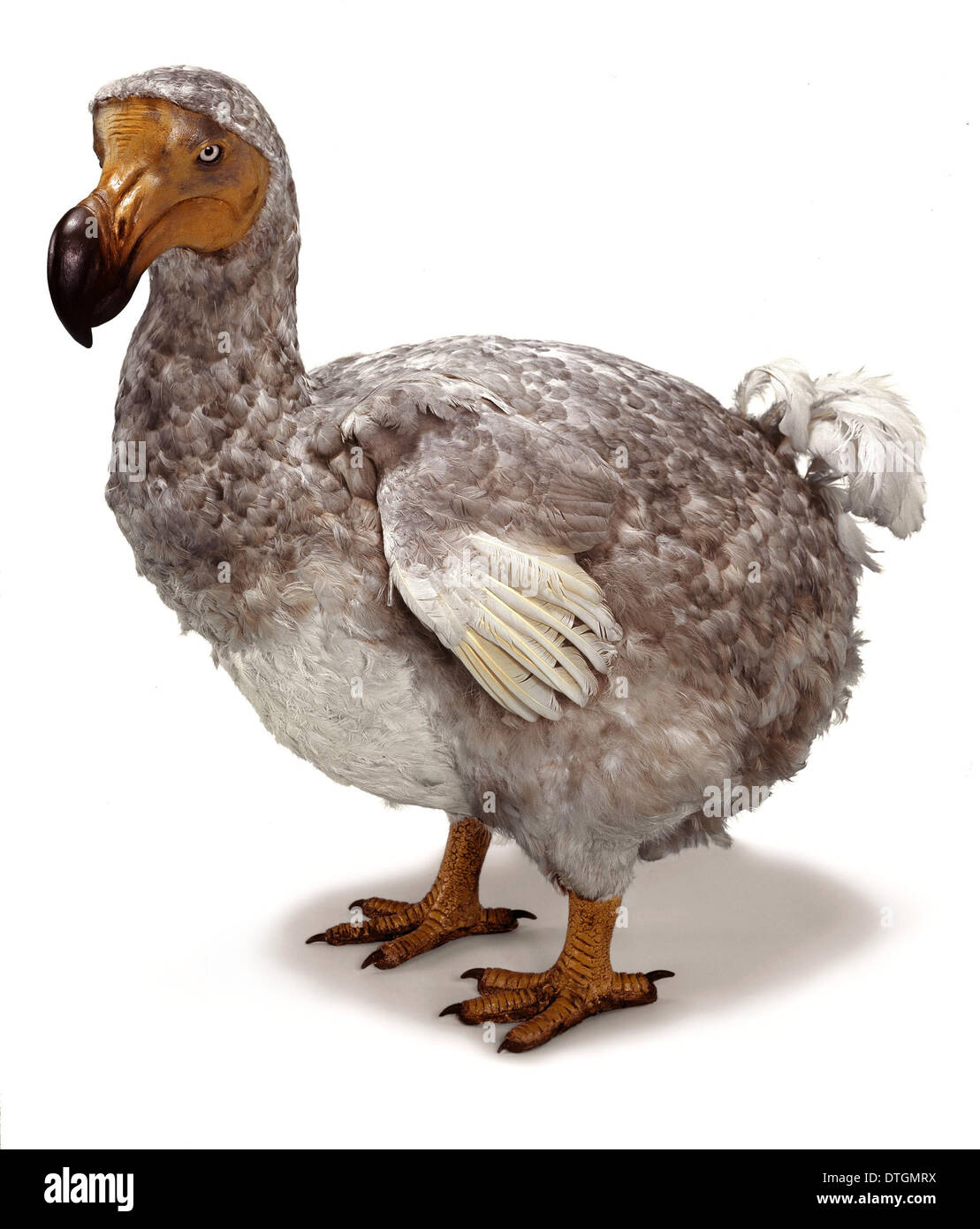 Raphus cucullatus, dodo Banque D'Images