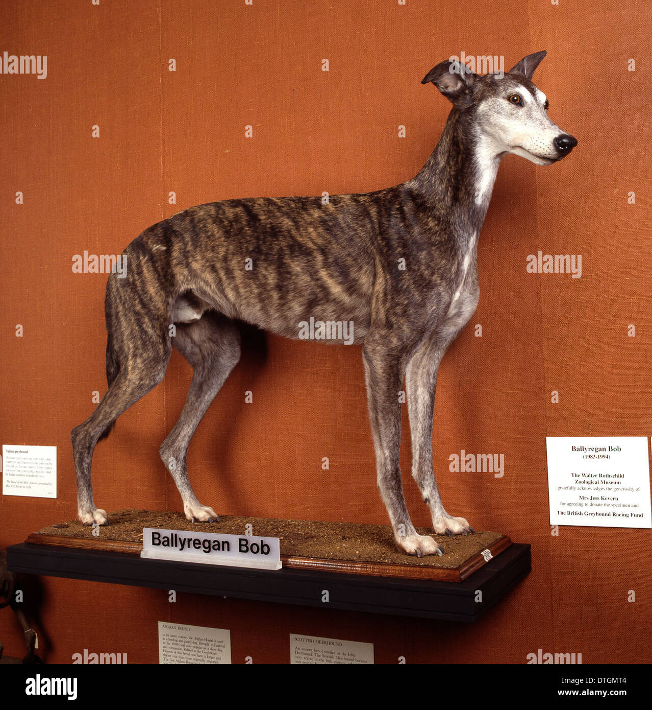 Canis lupus familiaris, chien Banque D'Images
