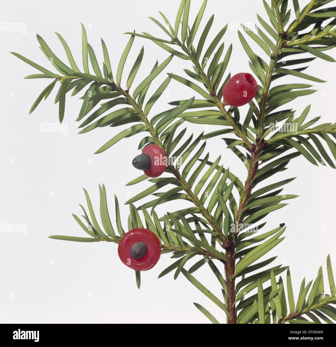 Taxus SP., if Banque D'Images