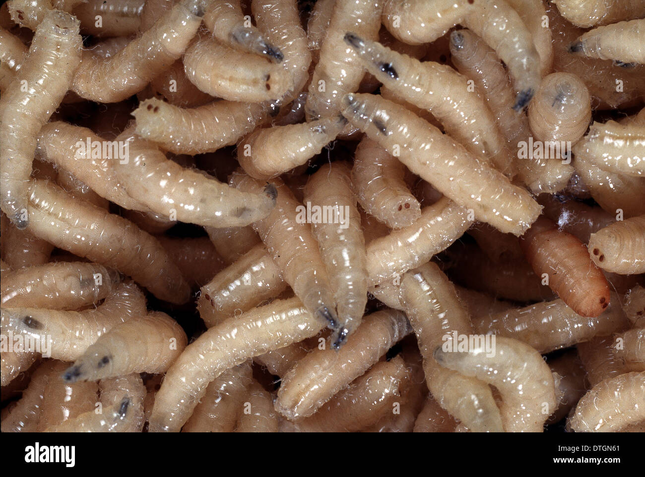 Larves De Mouche A Viande Photo Stock Alamy