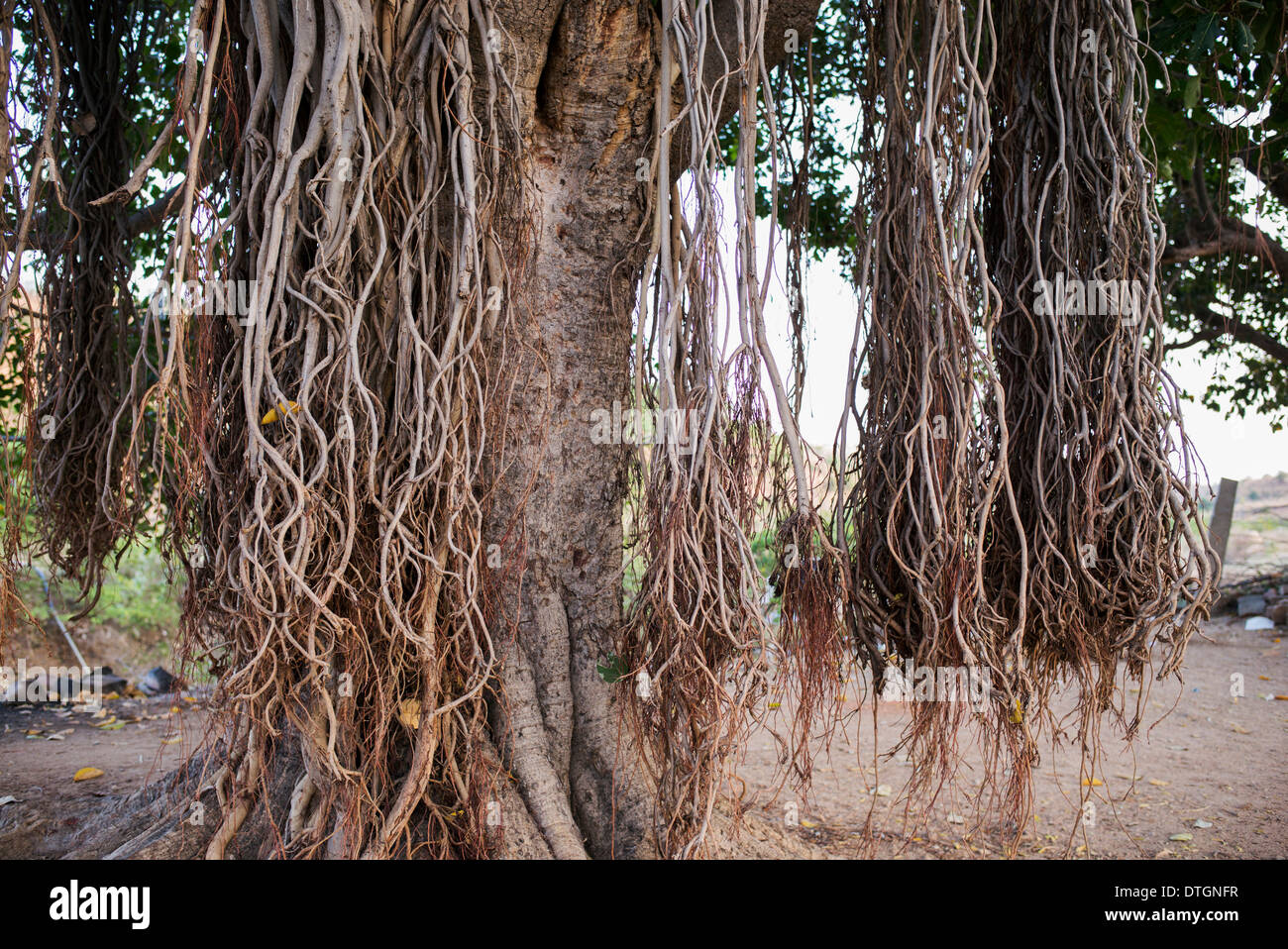 Ficus benghalensis. Indian Banyan Tree avec des racines aériennes. L'Inde Banque D'Images