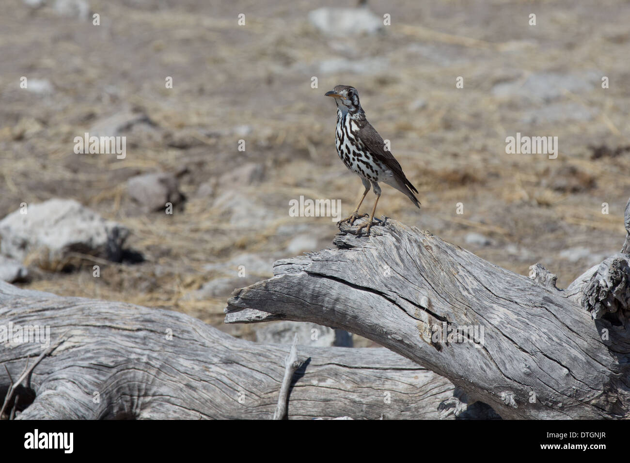 Direction générale (Groundscraper thrush debout sur Banque D'Images