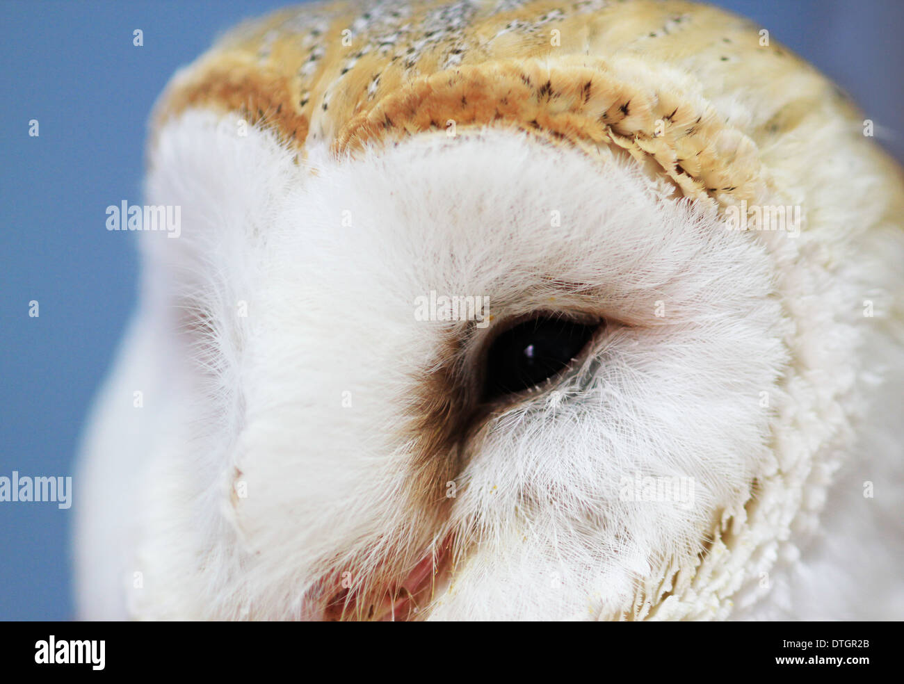 Effraie des clochers (Tyto alba) close up of chef révélant détail de feather Banque D'Images