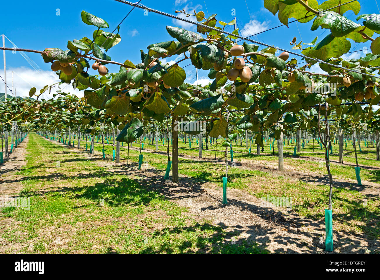 Fruits Kiwi (Actinidia deliciosa), plantation de fruits mûrs, East Cape