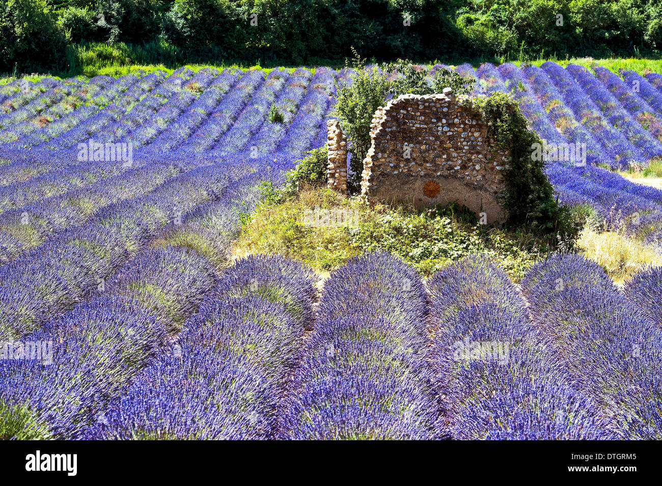 Europe, France, Alpes de Haute Provence, 04, Parc Naturel Régional du Verdon, Valensole. Borie dans un champ de lavande. Banque D'Images