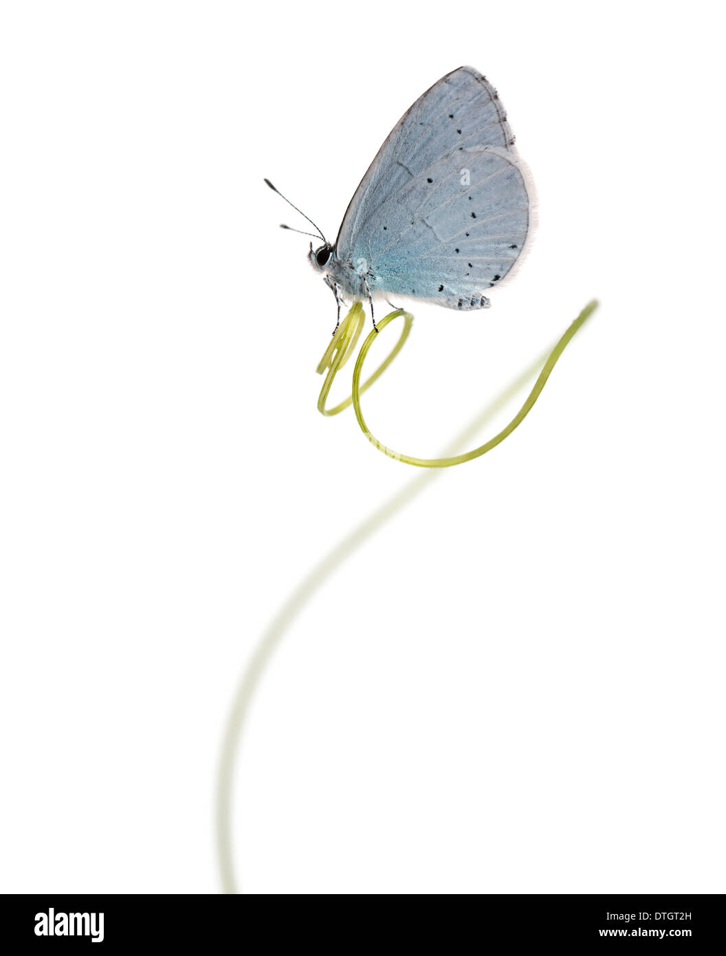 Holly Blue Butterfly on plante, Celastrina argiolus, in front of white background Banque D'Images
