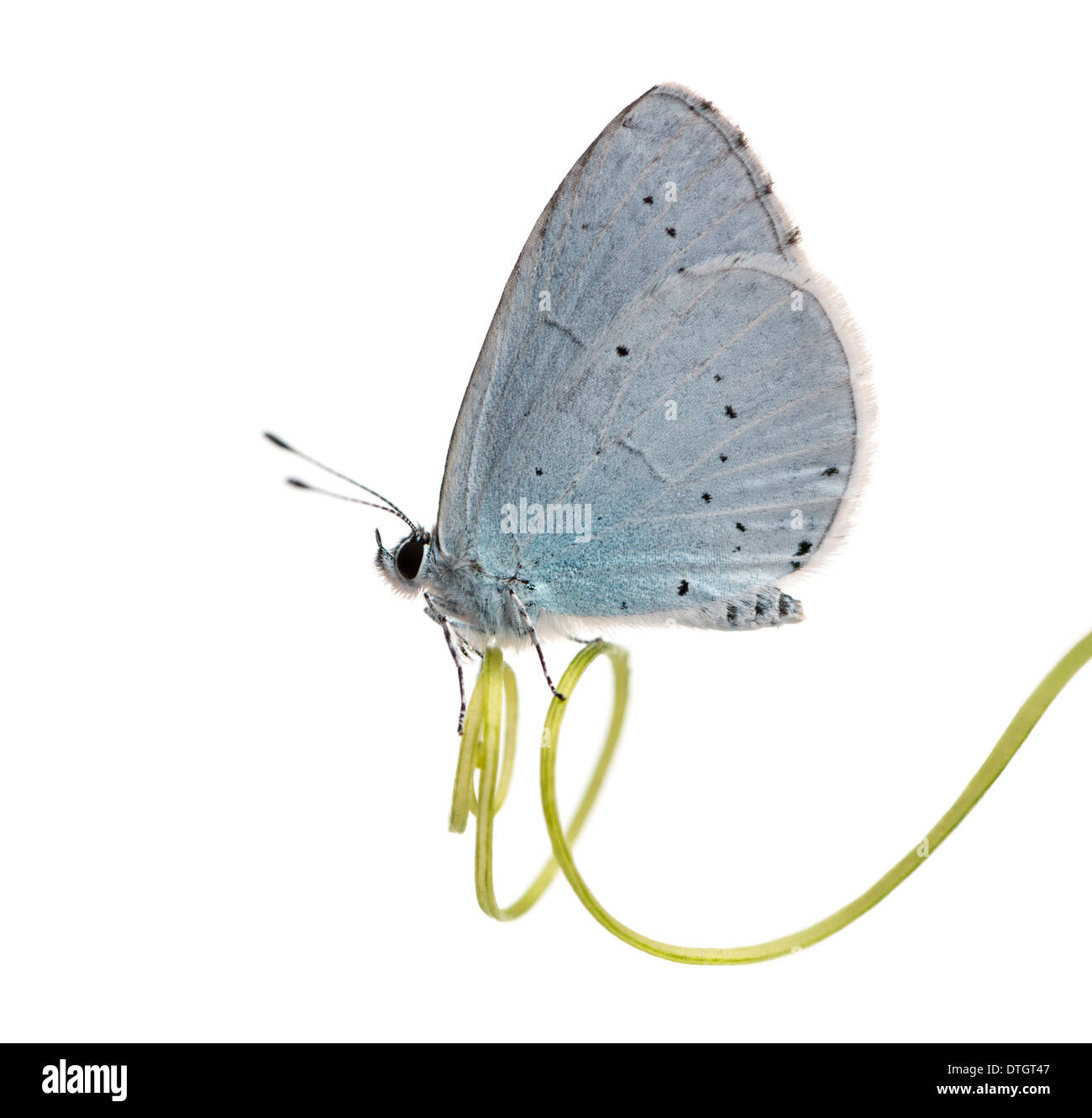 Holly Blue Butterfly on plante, Celastrina argiolus, in front of white background Banque D'Images