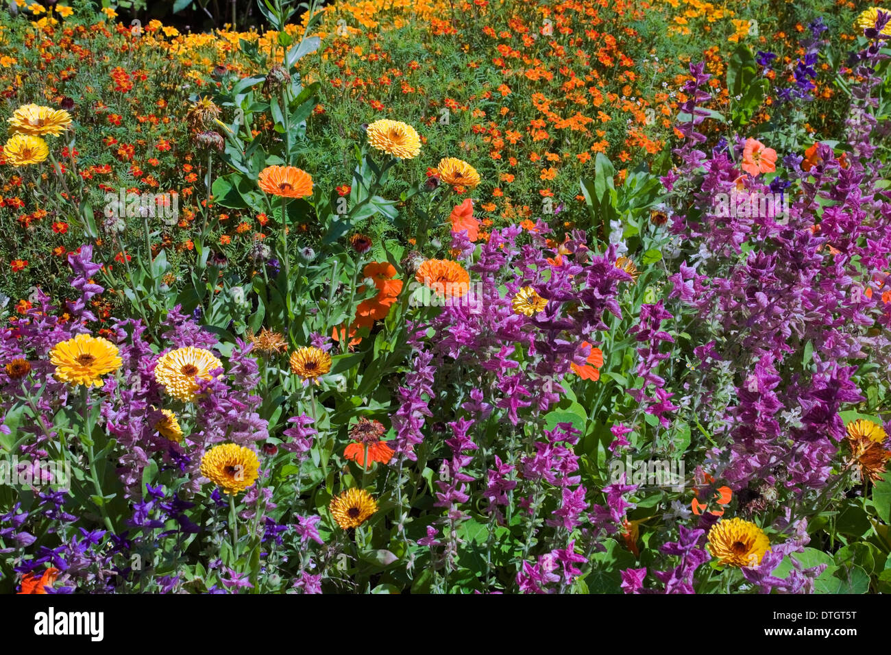 Marigold jaune et orange (Calendula) et d'autres fleurs en été, Montréal, Québec, Canada Banque D'Images