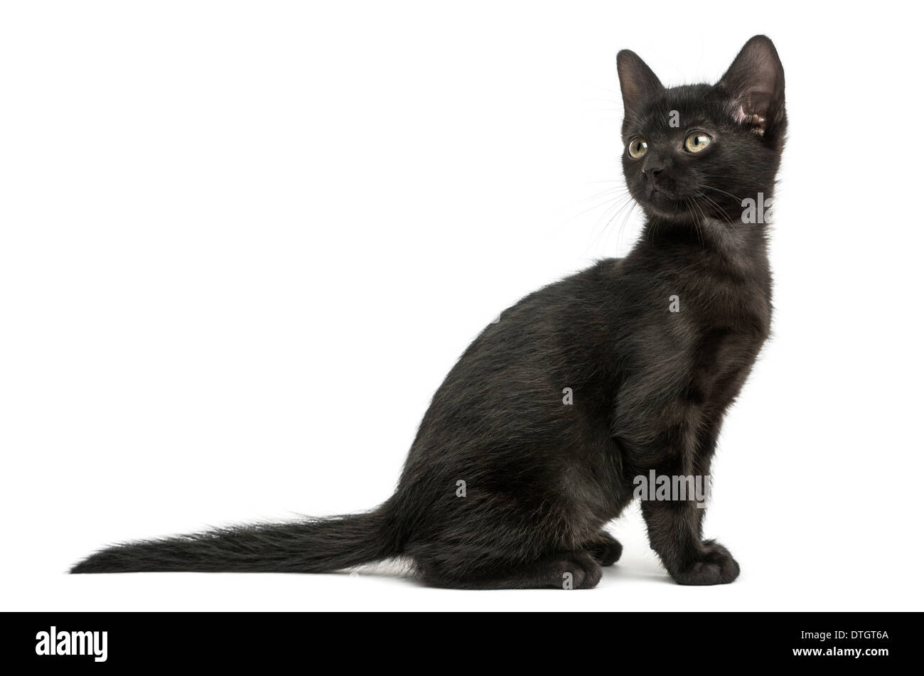 Vue latérale d'un chaton noir, assis à l'arrière, 2 mois, contre fond blanc Banque D'Images