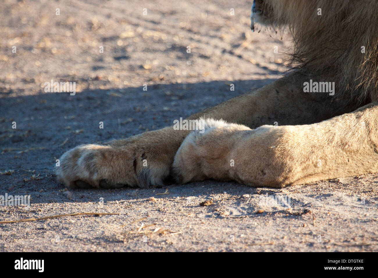 African Lion mâle dans le Ruaha National Park Tanzanie Banque D'Images