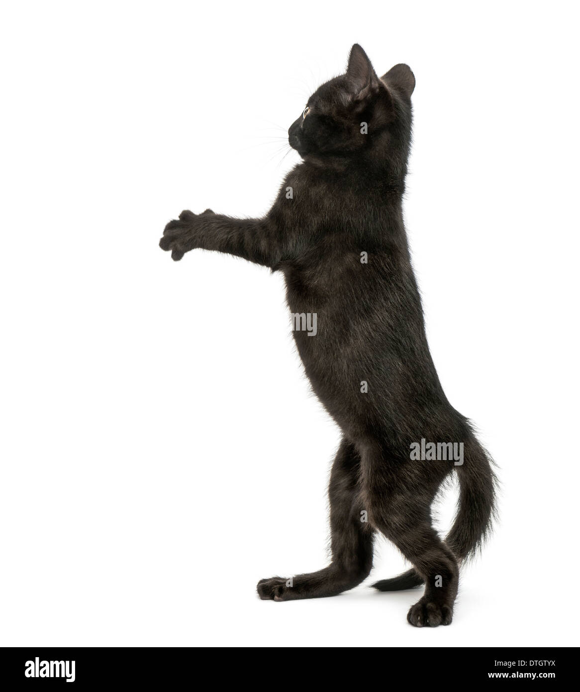 Vue arrière d'un chaton noir debout sur ses pattes, de patte, de l'âge de 2 mois, contre fond blanc Banque D'Images
