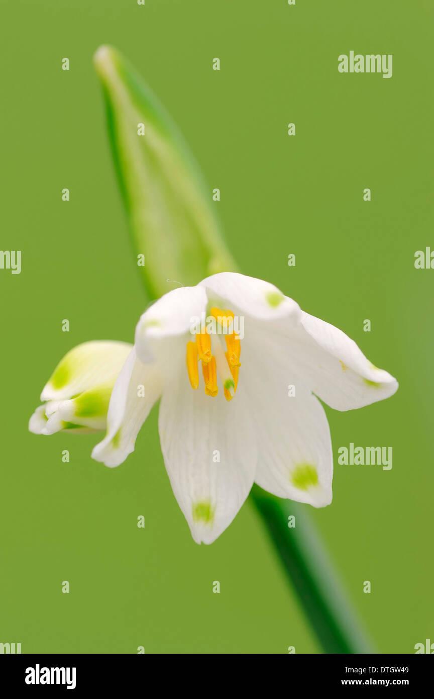 Flocon d'été (Leucojum aestivum), oranger, Rhénanie du Nord-Westphalie, Allemagne Banque D'Images