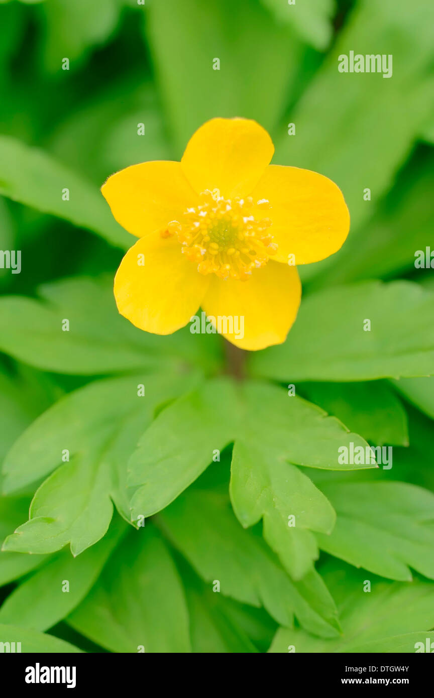 Anémone jaune (Anemone ranunculoides), oranger, Rhénanie du Nord-Westphalie, Allemagne Banque D'Images