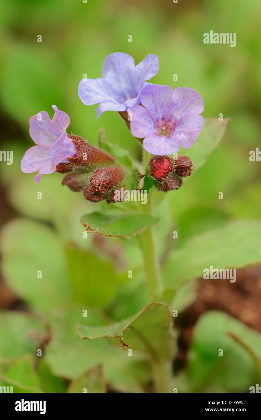 Pulmonaire (Pulmonaria officinalis), Nordrhein-Westfalen, Allemagne Banque D'Images