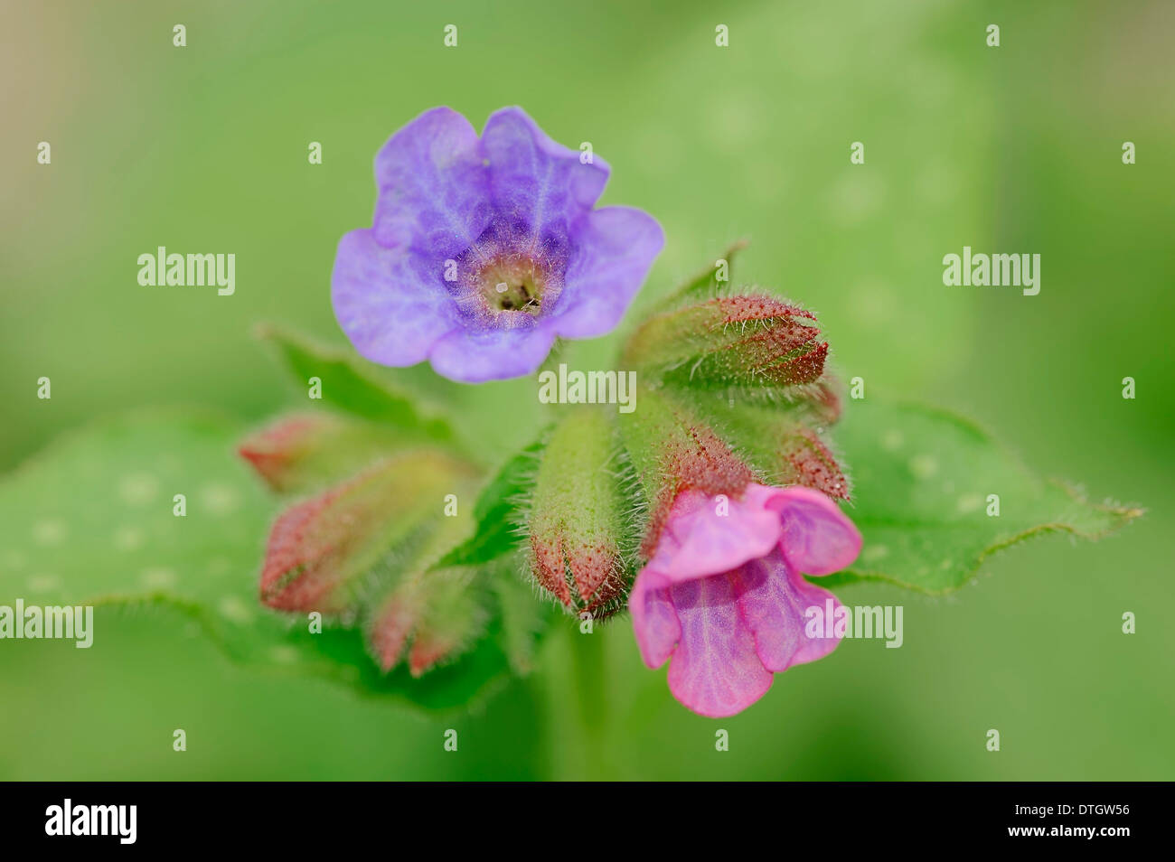 Pulmonaire (Pulmonaria officinalis), fleurs, Rhénanie du Nord-Westphalie, Allemagne Banque D'Images