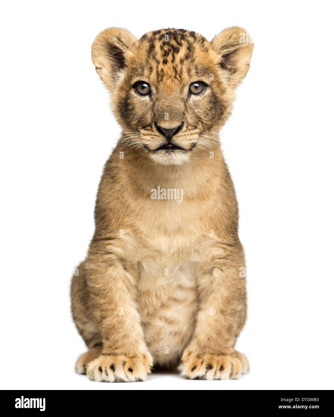 Lion assis, regardant la caméra, 7 semaines, contre fond blanc Banque D'Images