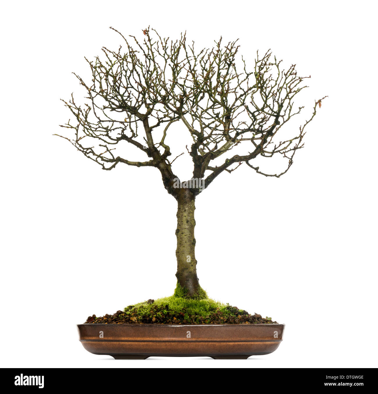 Zelkova bonsaï arbre, contre fond blanc Banque D'Images