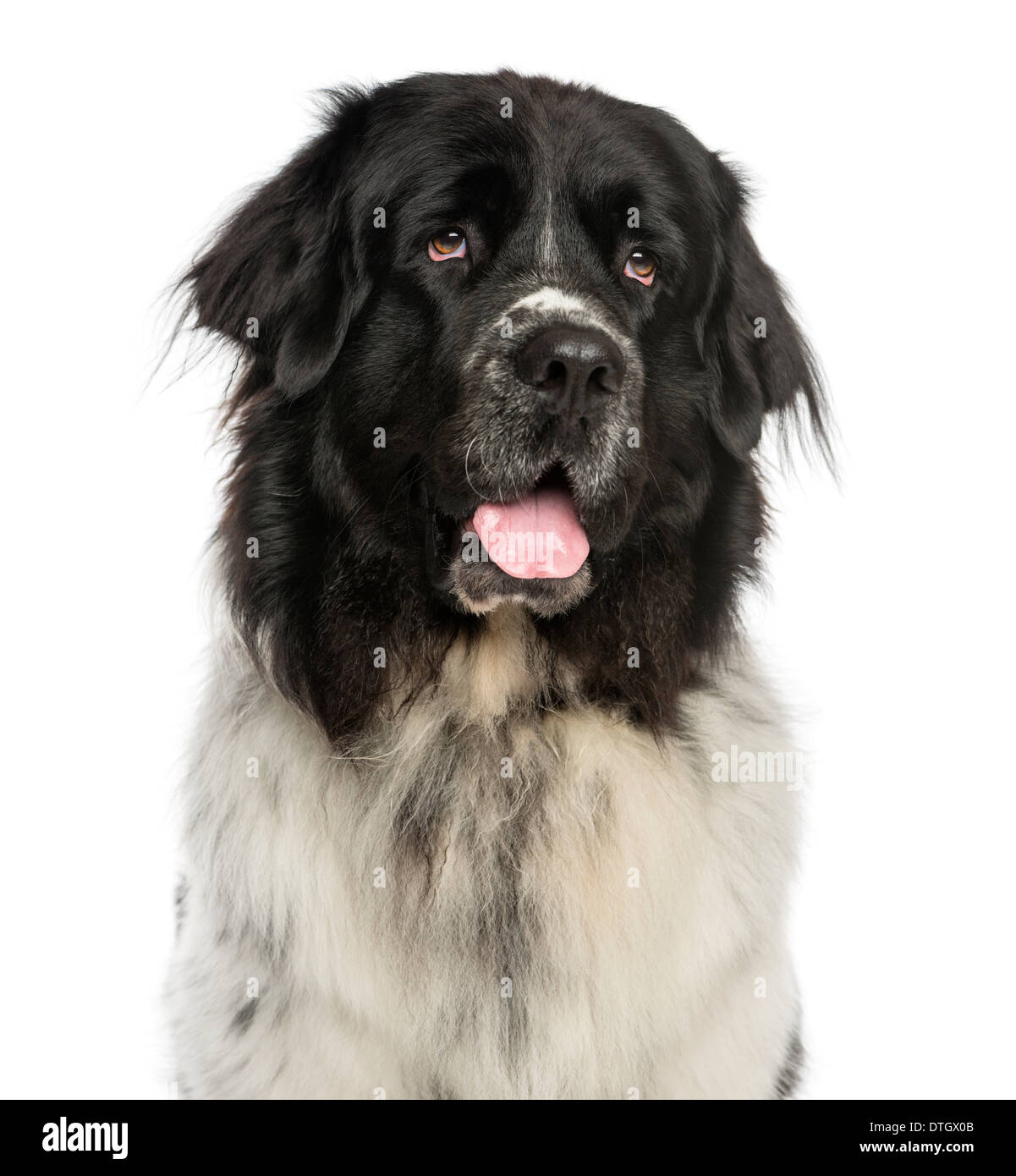 Close-up d'un chien haletant, à Terre-Neuve, jusqu'à 2 ans, contre fond blanc Banque D'Images