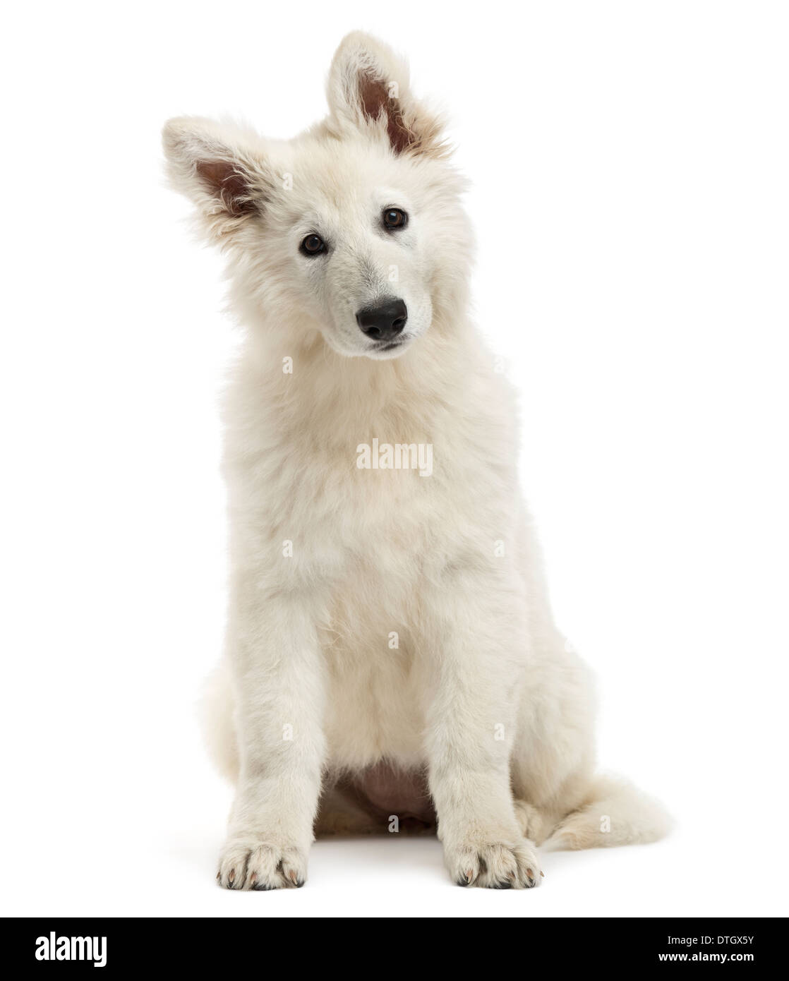 Swiss Shepherd Dog puppy sitting, regardant la caméra, 3 mois, contre fond blanc Banque D'Images