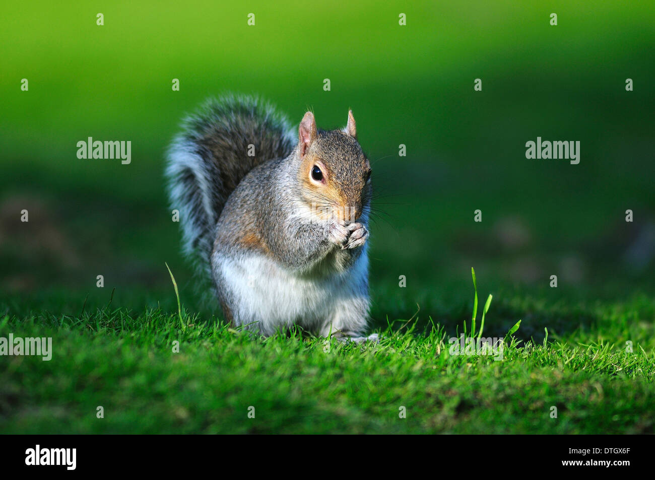 Un écureuil gris sur un jardin pelouse UK Banque D'Images