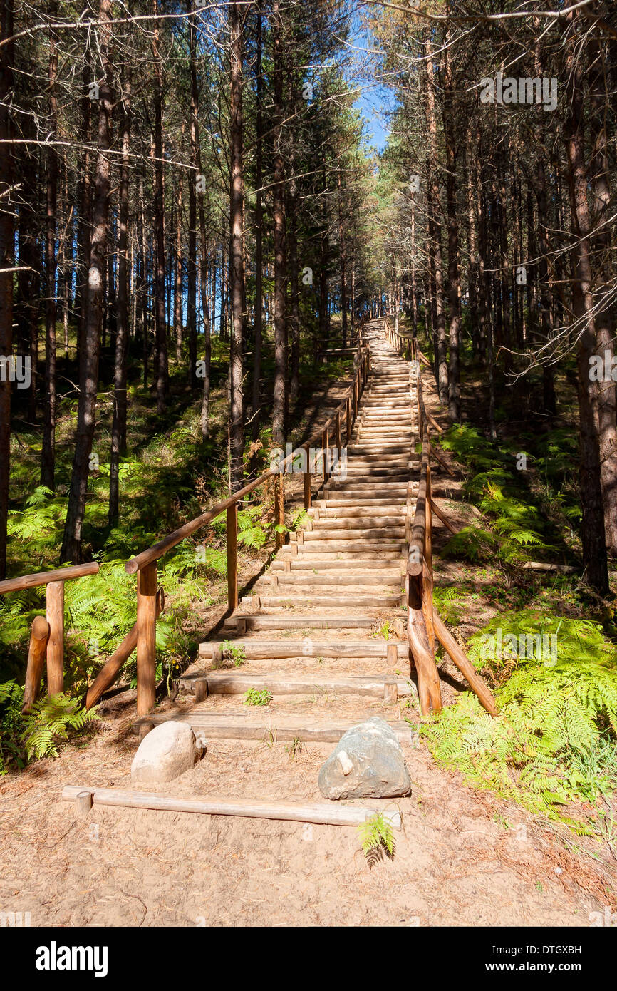 Un escalier en bois en forêt qui mènent au sommet d'une petite montagne Banque D'Images