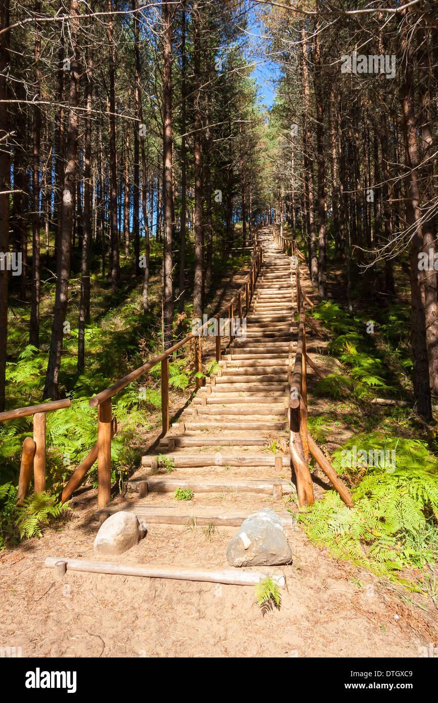 Un escalier en bois en forêt qui mènent au sommet d'une petite montagne Banque D'Images