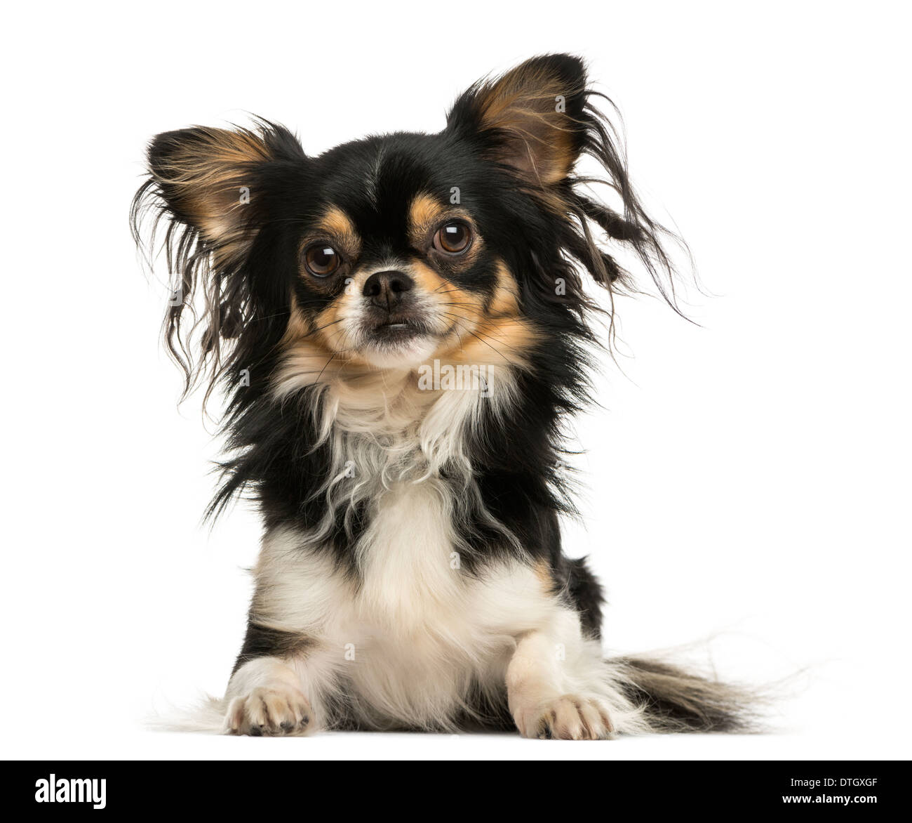 Vue frontale d'un shaggy Chihuahua couché contre fond blanc Banque D'Images
