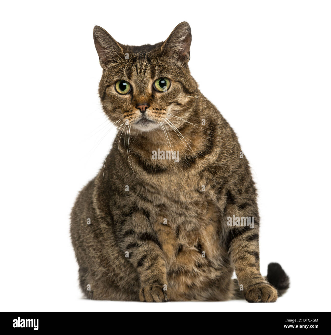 European shorthair cat sitting, regardant la caméra, contre fond blanc Banque D'Images